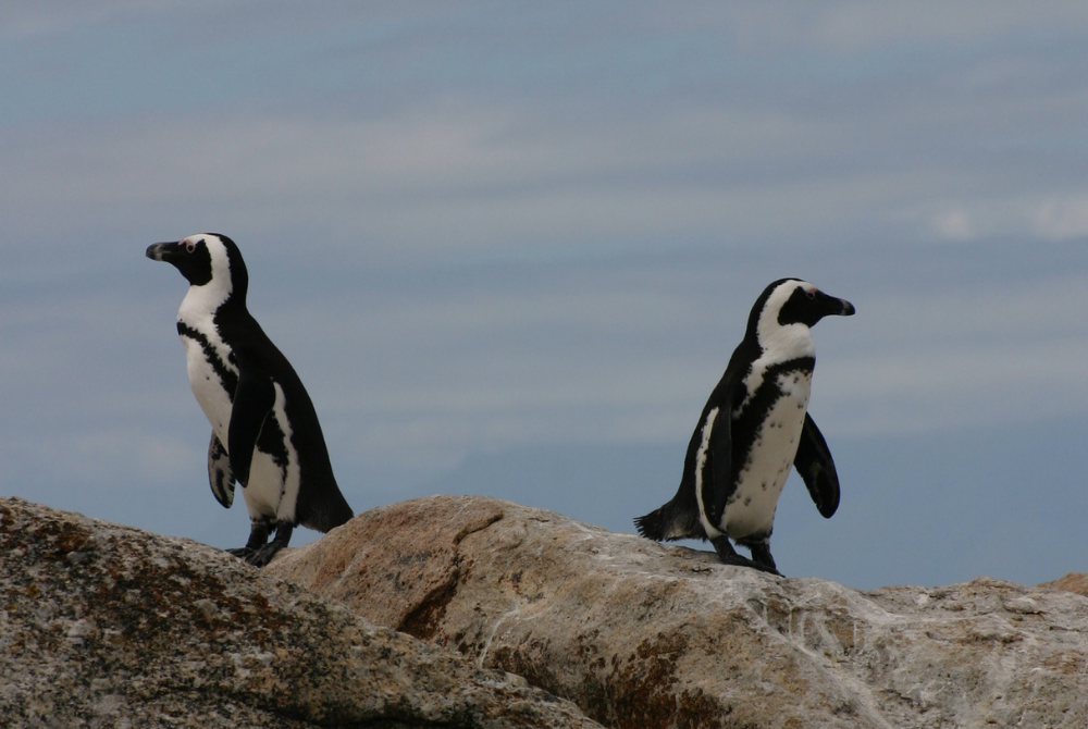 PERSUASIÓN Y HUMILDAD INTELECTUAL PARA CONSTRUIR CONSENSO